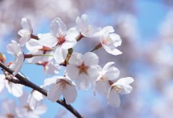 夙川河川敷緑地でお花見