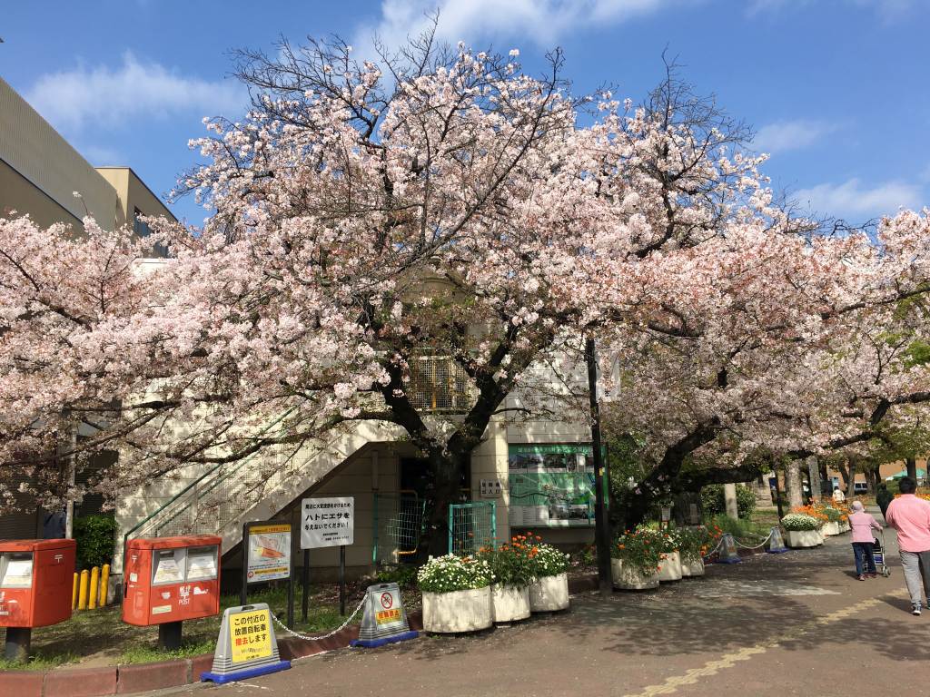 阪神尼崎駅桜満開